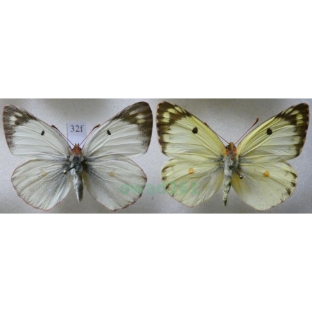 Colias hyale (Linnaeus, 1758) pair Szlaczkoń siarecznik Czech32f